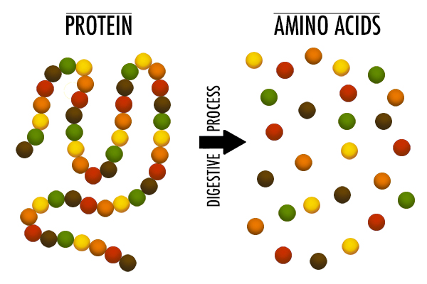 illustrazione della digestione degli aminoacidi |  cos'è la proteina